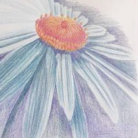 Draw a Flower in Colour